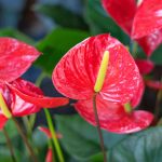 Anthurium: How To Care For Anthurium Flowers | Bbc Gardeners World