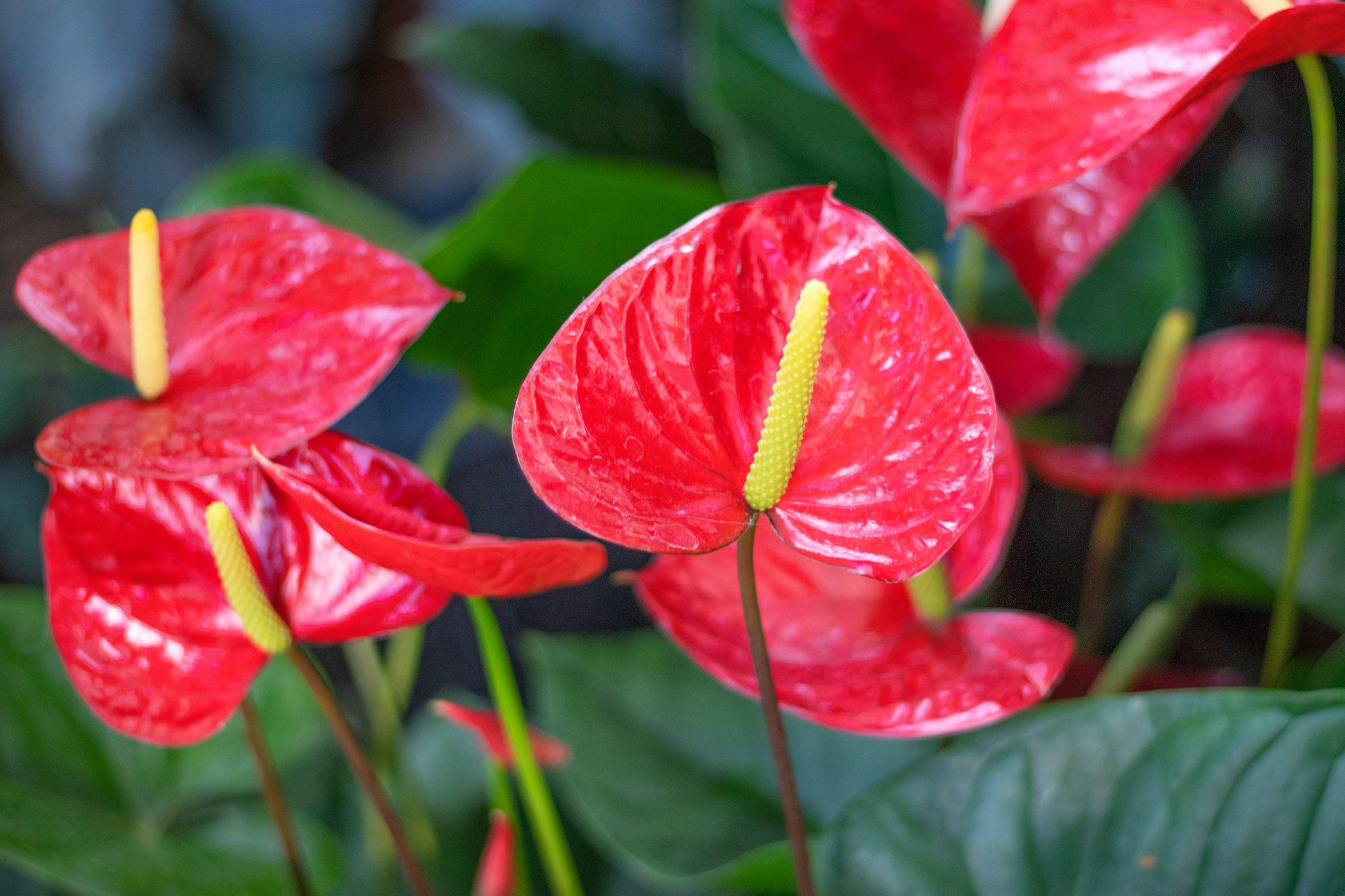 Anthurium: How To Care For Anthurium Flowers | Bbc Gardeners World