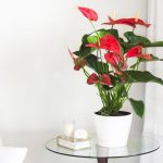 Anthurium: Plant Care & Growing Guide