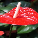 Anthurium Plant Care Tips – Indoor Flowering Plant
