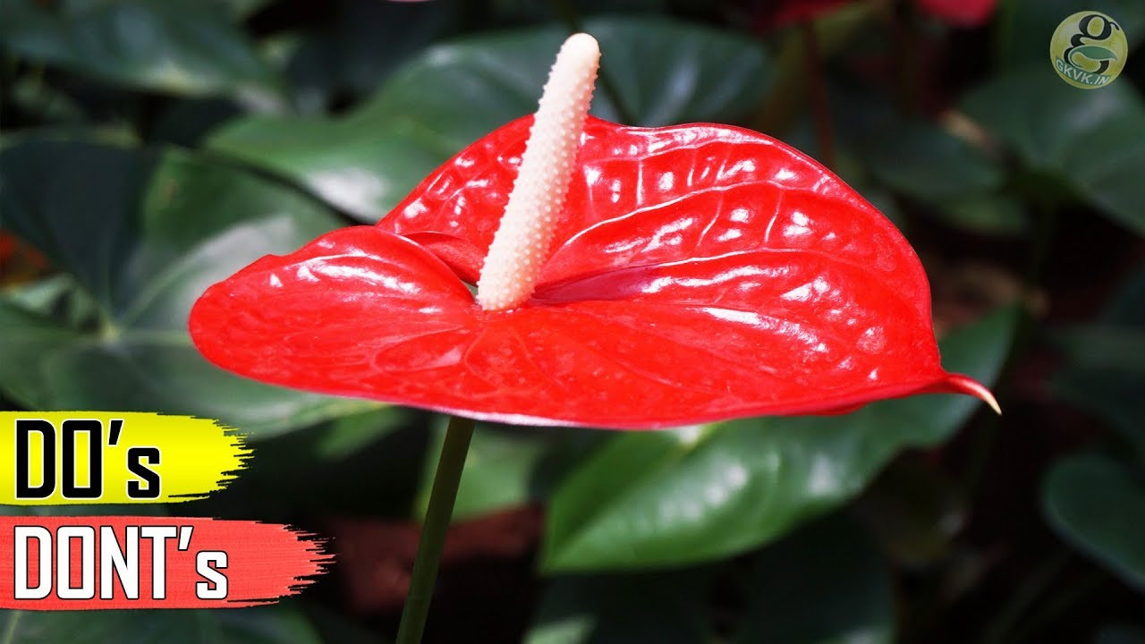 Anthurium Plant Care Tips – Indoor Flowering Plant