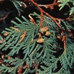 Arborvitae | Plant | Britannica