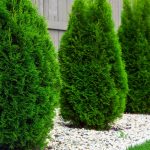 Arborvitae Shrubs And Trees – Common Varieties Of Arborvitae To Grow