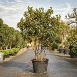 Arbutus Unedo | Kilarney Strawberry Tree | Architectural Plants