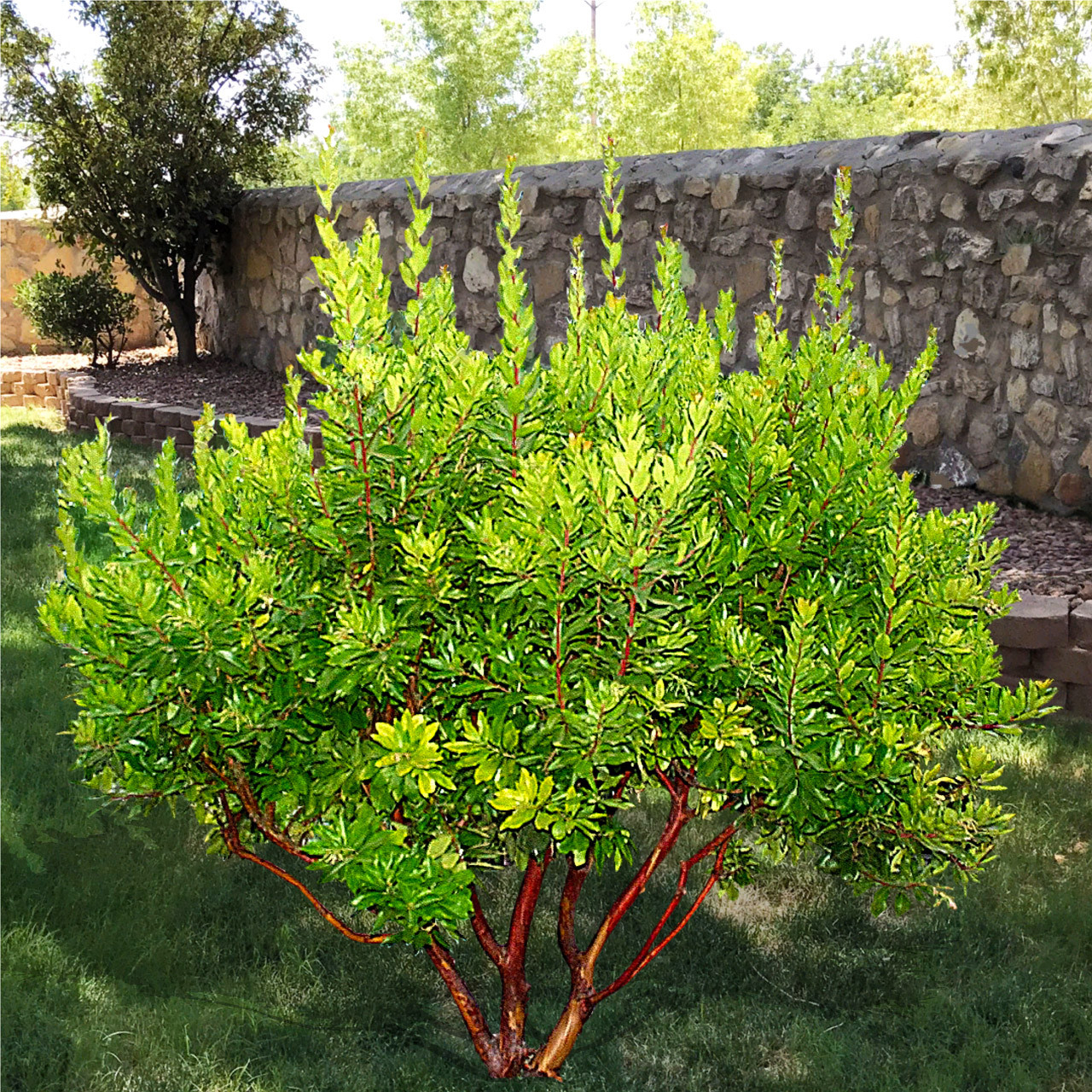 Arbutus Unedo Strawberry Tree – Guzman'S Garden Centers