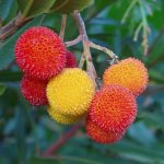 Arbutus Unedo – Wikipedia