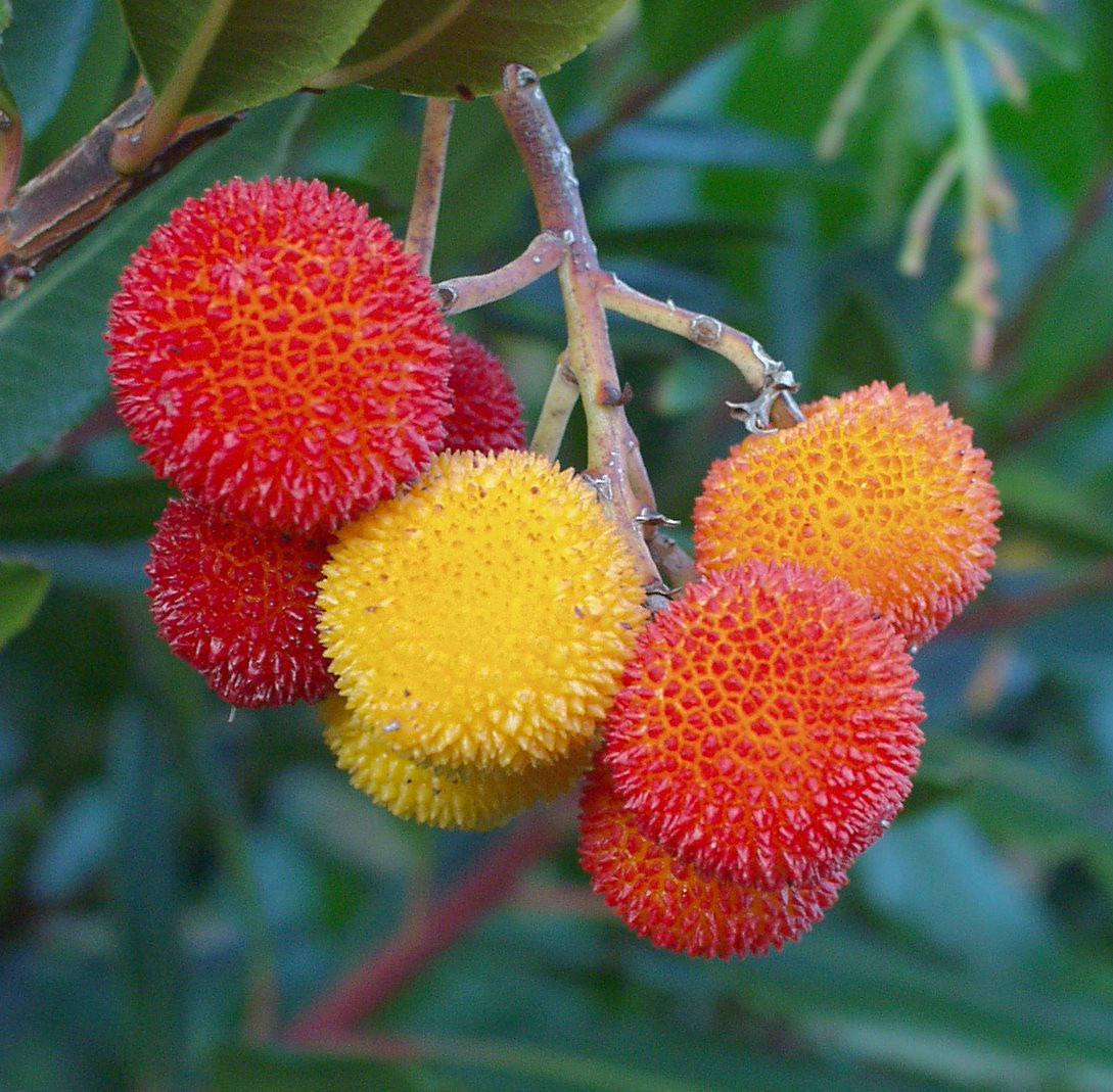 Arbutus Unedo – Wikipedia