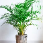Areca Palm Plants – How To Grow Areca Palm Houseplant