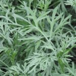 Artemisia Absinthium (Absinthe, Absinthium, Armoise Absinthe