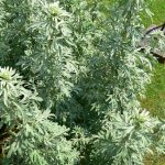 Artemisia Absinthium - Wikipedia