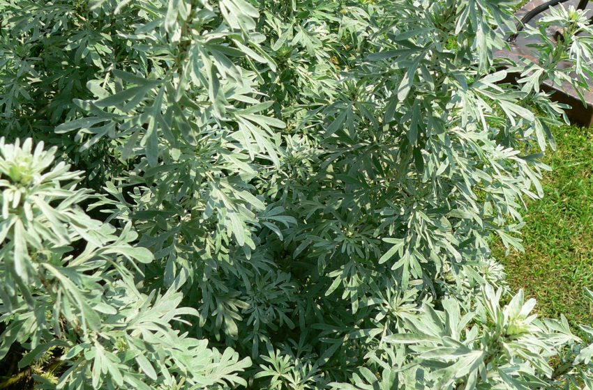  Artemisia Plant