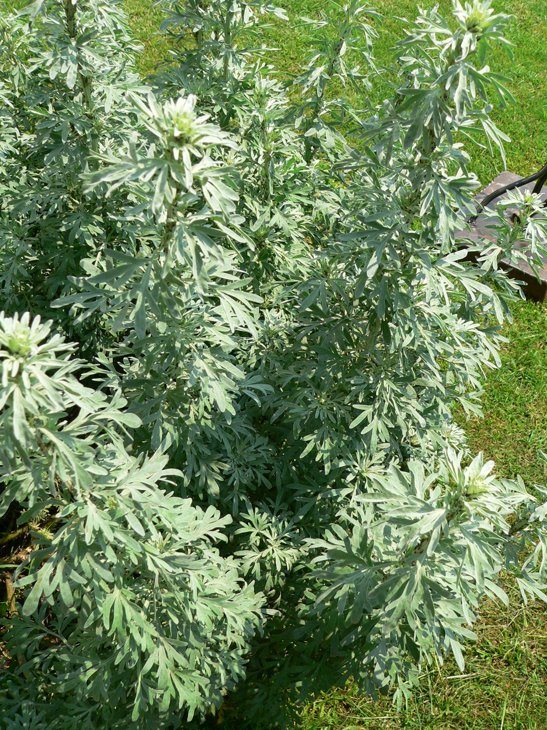 Artemisia Absinthium – Wikipedia