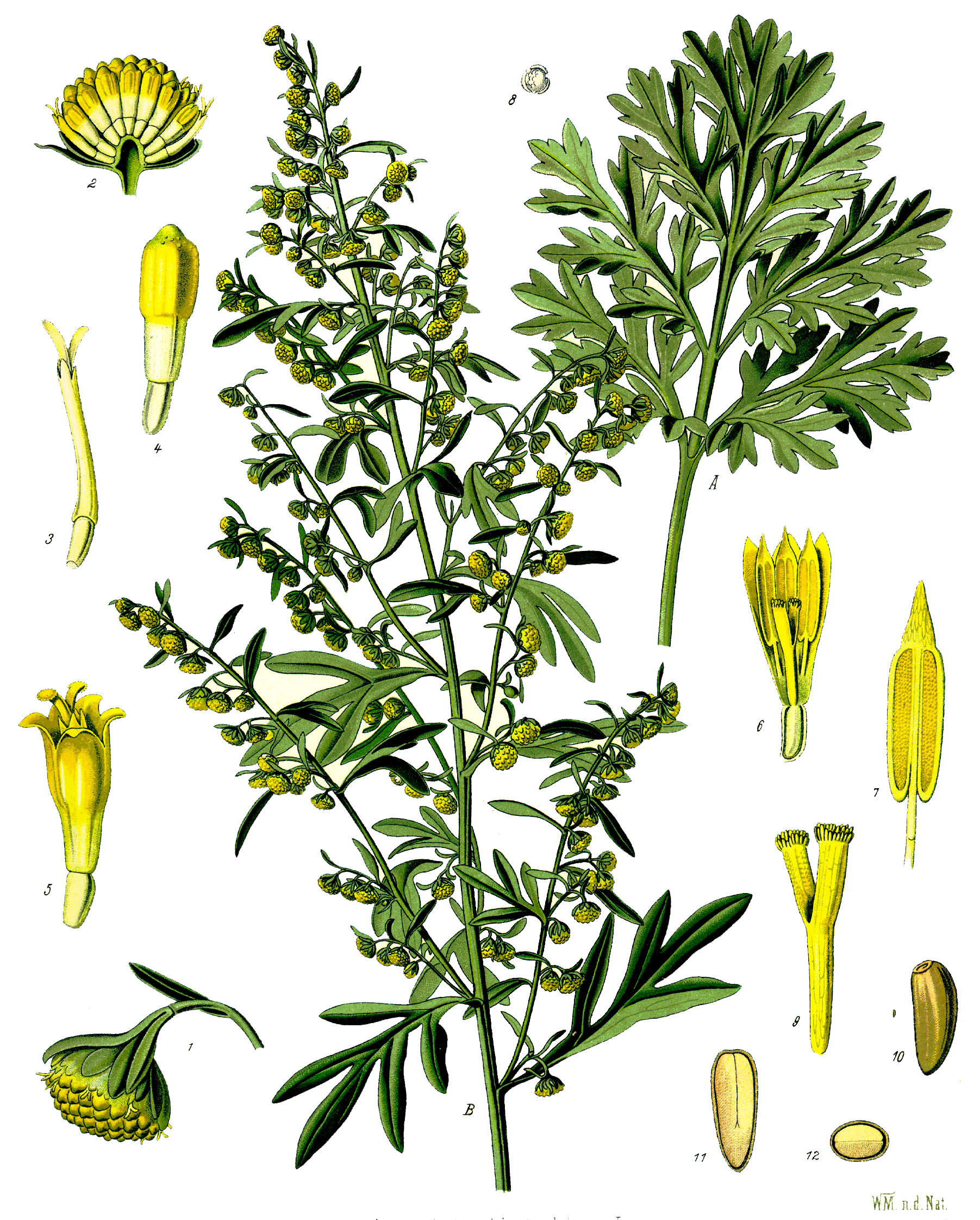 Artemisia Absinthium – Wikispecies