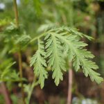 Artemisia Miracle Plant, Really? | Newsroom | Inserm