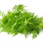 Artemisia Plant Extracts Show Potential Anti Sars Cov 2 Activity