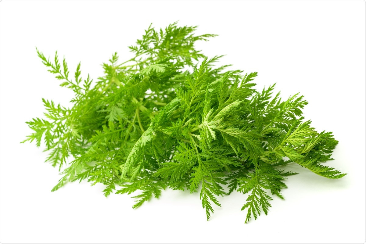 Artemisia Plant Extracts Show Potential Anti Sars Cov 2 Activity