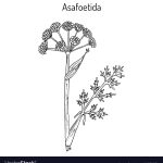 Asafoetida Ferula Assa Foetida Medicinal Plant Vector Image