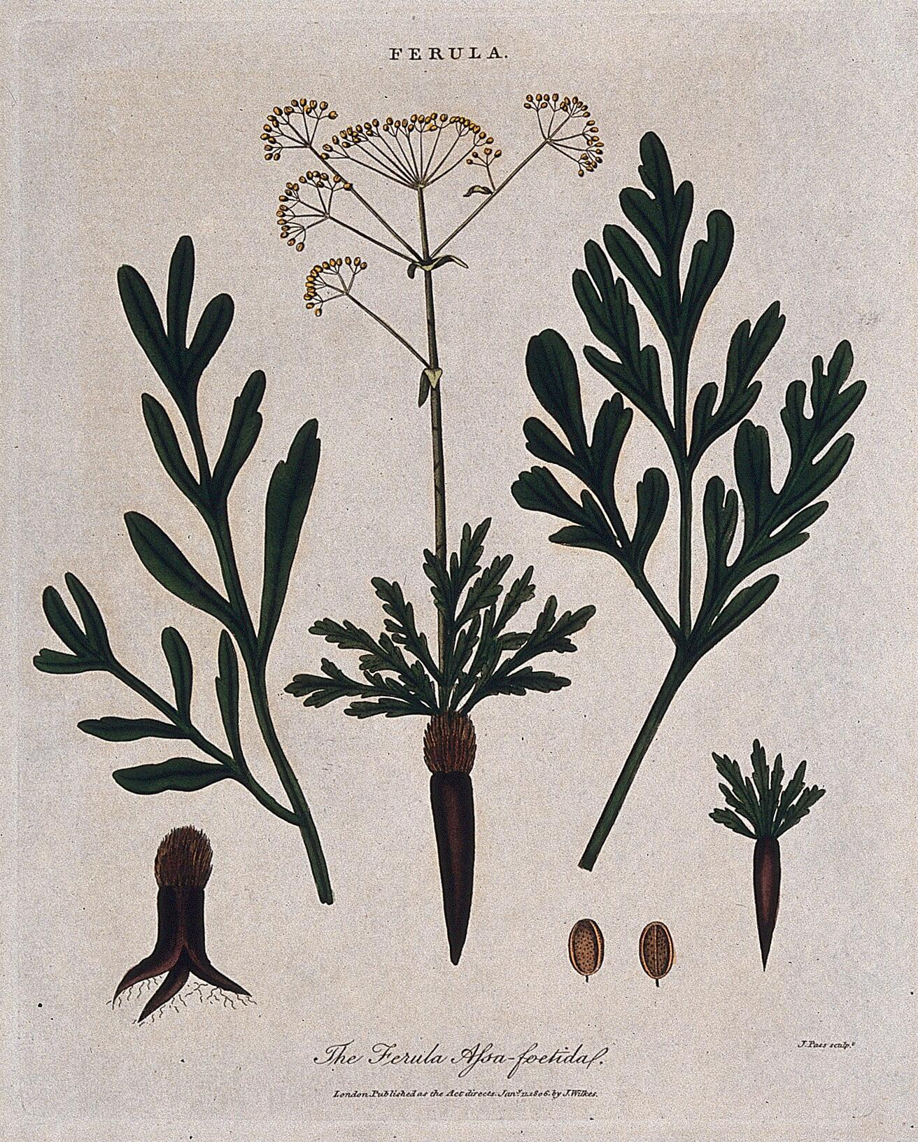 Asafoetida Plant (Ferula Assa Foetida): Flowering Stem, Leaves