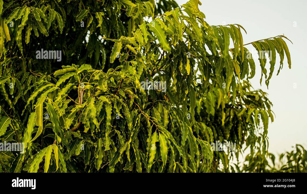 Ashoka Tree Also Commonly Knownits Synonym Polyalthia