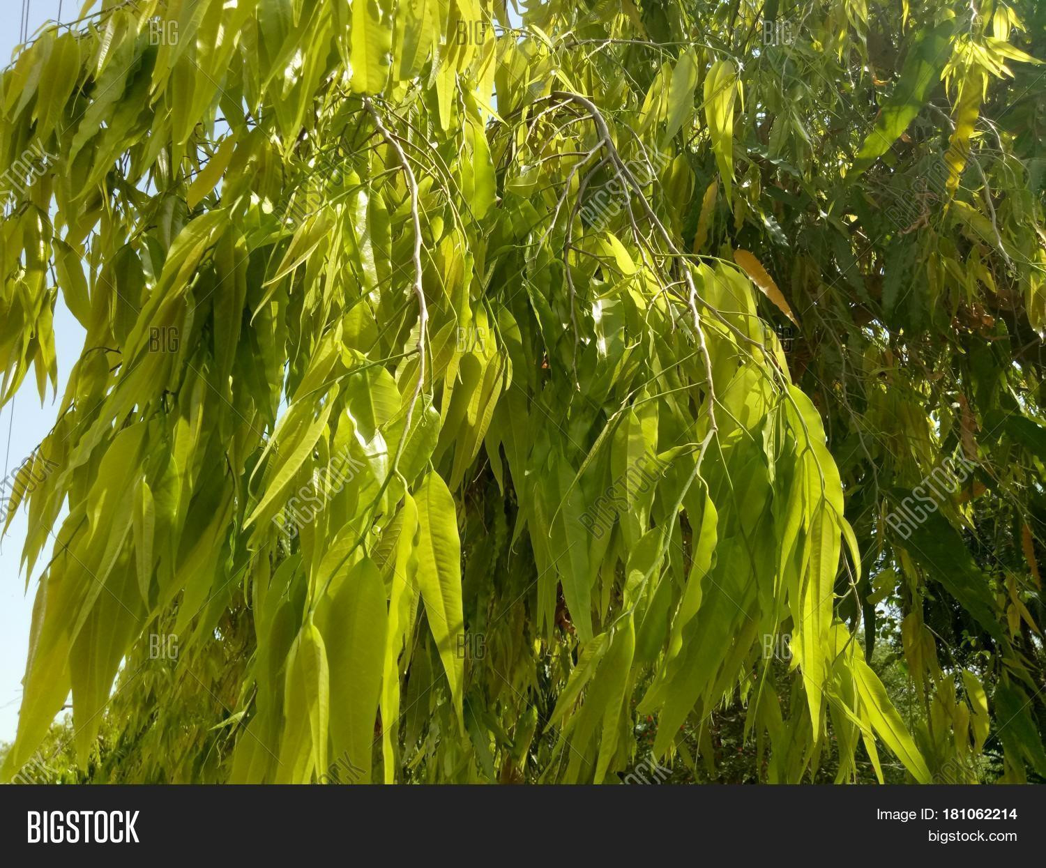 Ashoka Tree (Saraca Image & Photo (Free Trial) | Bigstock