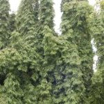 Ashoka Tree Uses Benefits And Its Side Effects | Lybrate