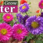 Aster Flower || Aster Plant Care || How To Grow Asters , এ্যাস্টার ফুল