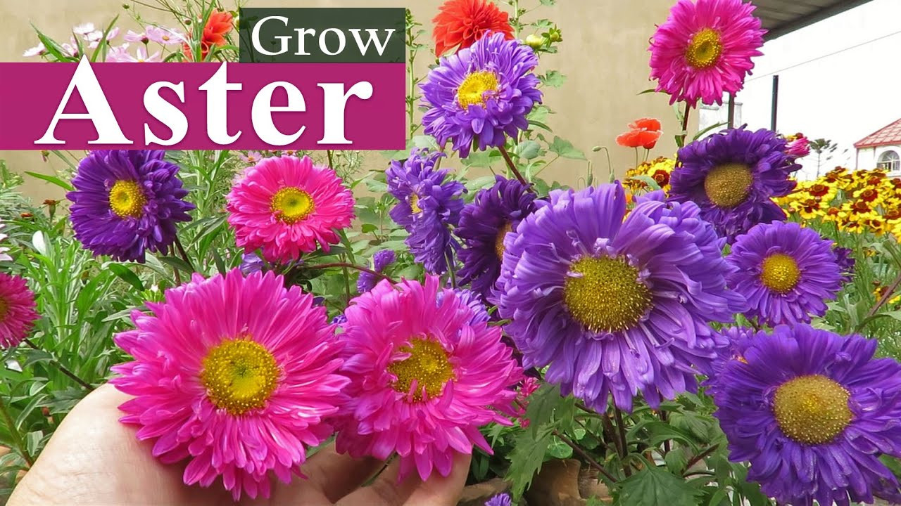 Aster Flower || Aster Plant Care || How To Grow Asters , এ্যাস্টার ফুল