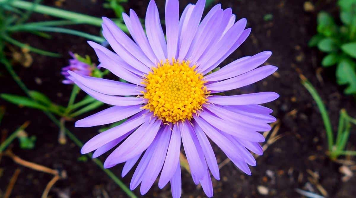 Aster Varieties: 25 Types Of Aster Flowers For Your Garden