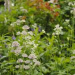 Astrantia – Master Wort, Pruning, How To Plant – Greenfingers Online