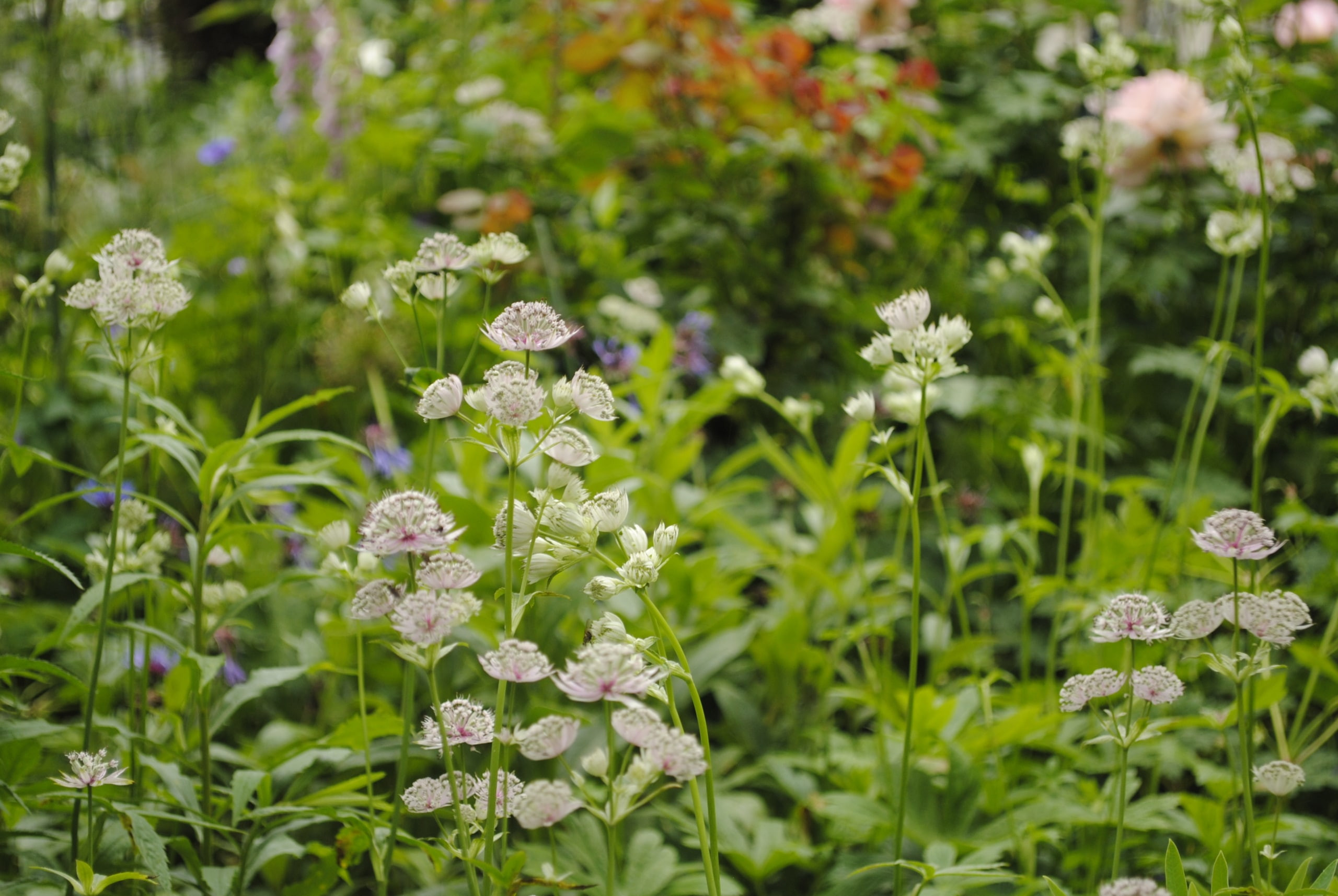 Astrantia - Master Wort, Pruning, How To Plant - Greenfingers Online