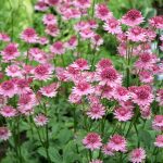 Astrantia: The Most Beautiful Perennial You'Ve Never Heard Of