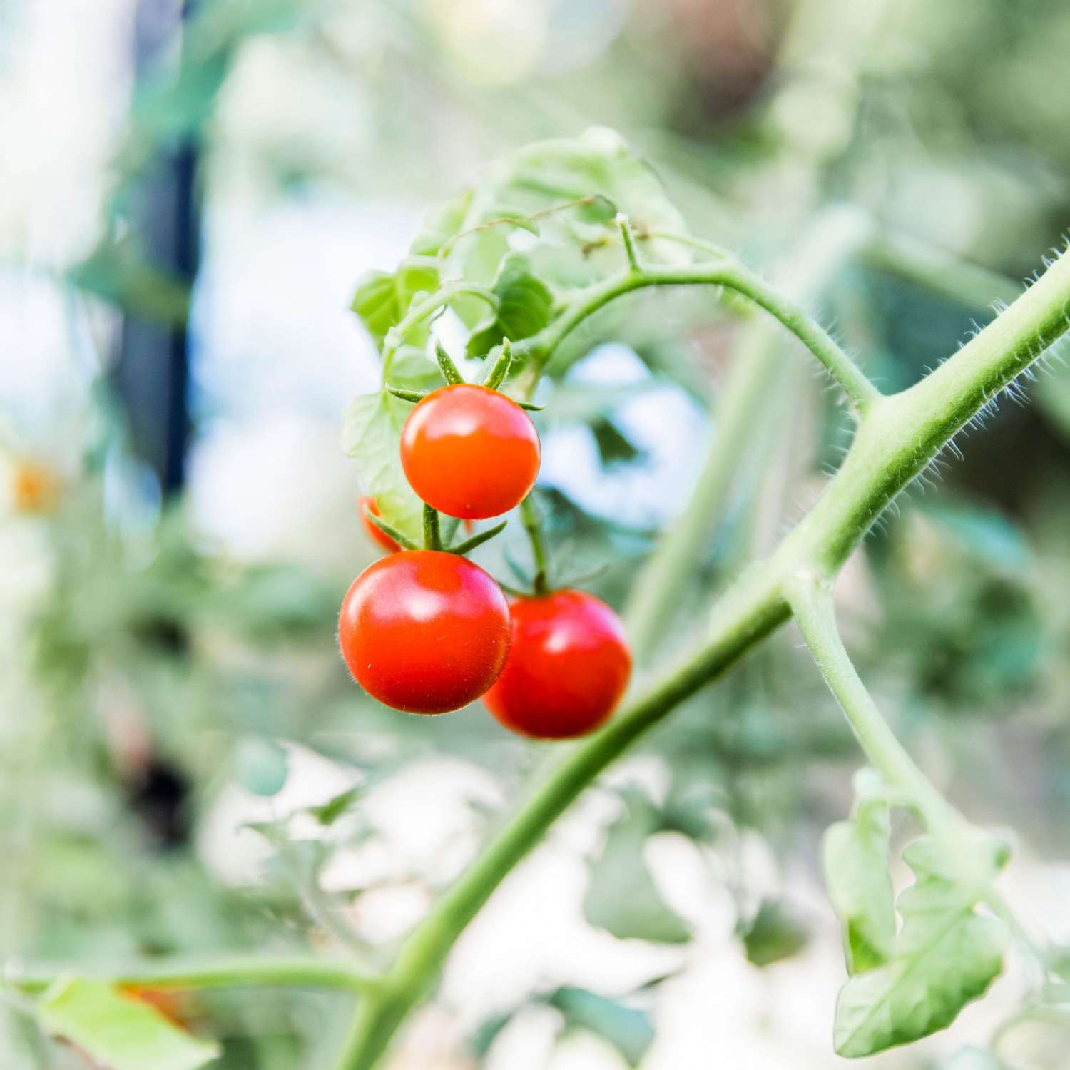 Avoid These 6 Mistakes When Buying Tomato Plants