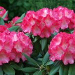 Azalea | Description, Rhododendron, Major Species, & Facts