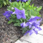 Balloon Flowers Are Care Free Summer Bloomers – Silive