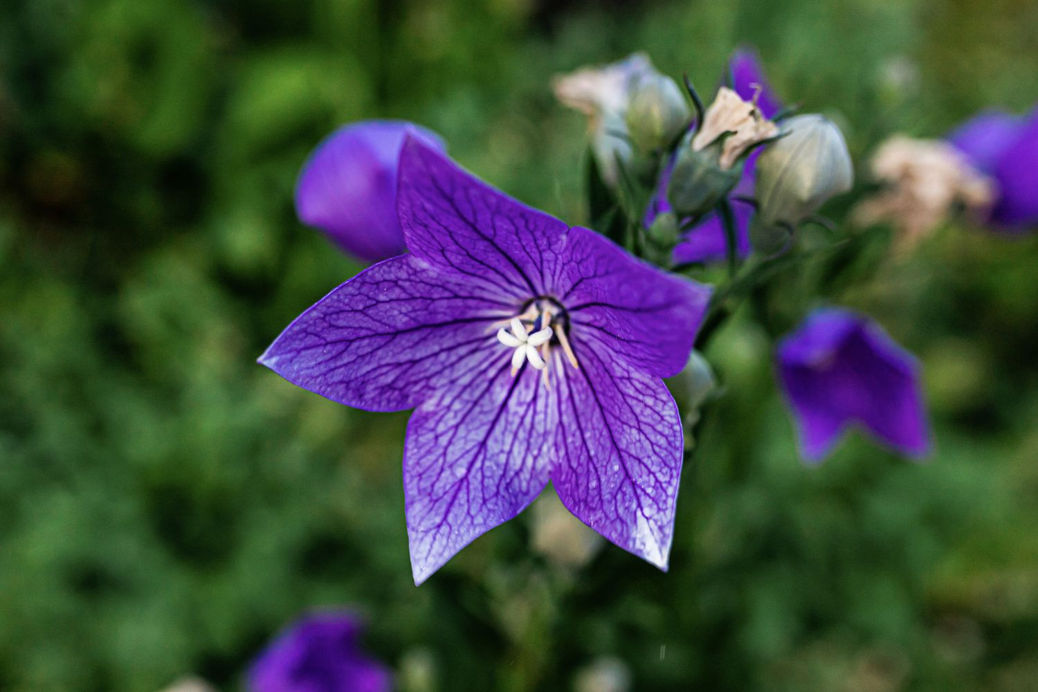 Balloon Flowers: Plant Care & Growing Guide