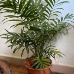 Bamboo Palm, Furniture & Home Living, Gardening, Pots & Planters