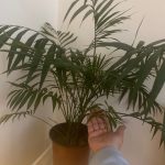 Bamboo Palm Plant – Easy Care Indoor Plant, Furniture & Home