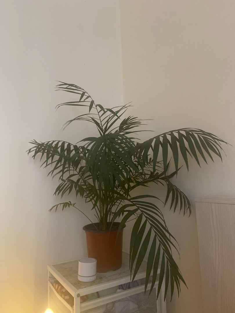 Bamboo Palm Plant - Easy Care Indoor Plant, Furniture & Home