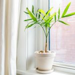 Bamboo Palms: Care And Growing Guide