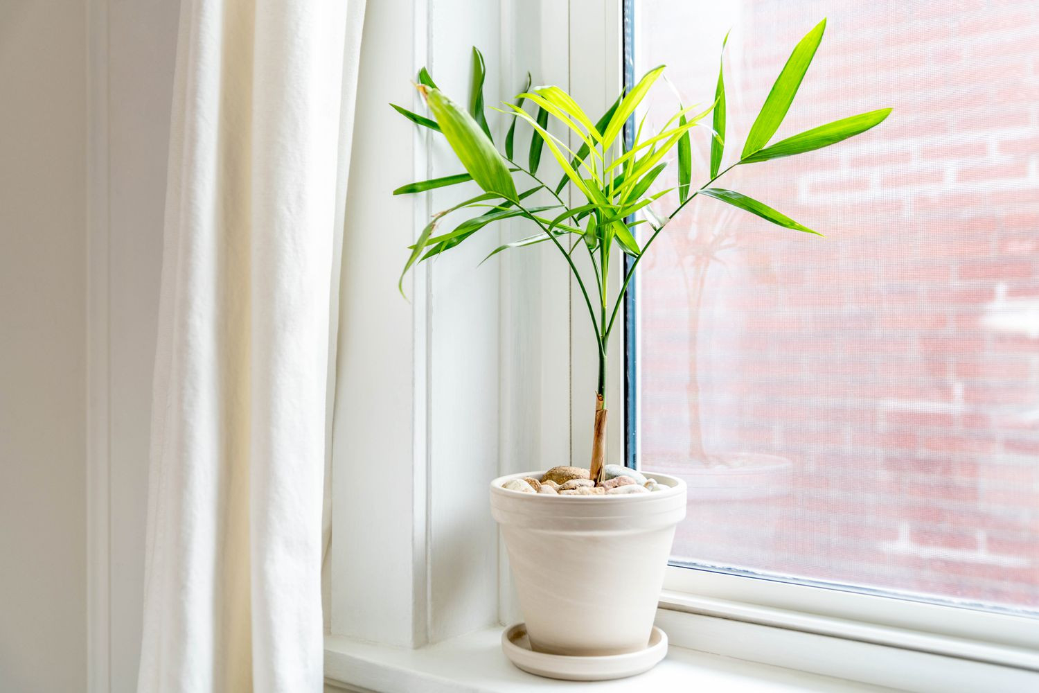 Bamboo Palms: Care And Growing Guide