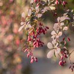 Barberry Plant Information – Growing And Caring For Barberry Shrubs