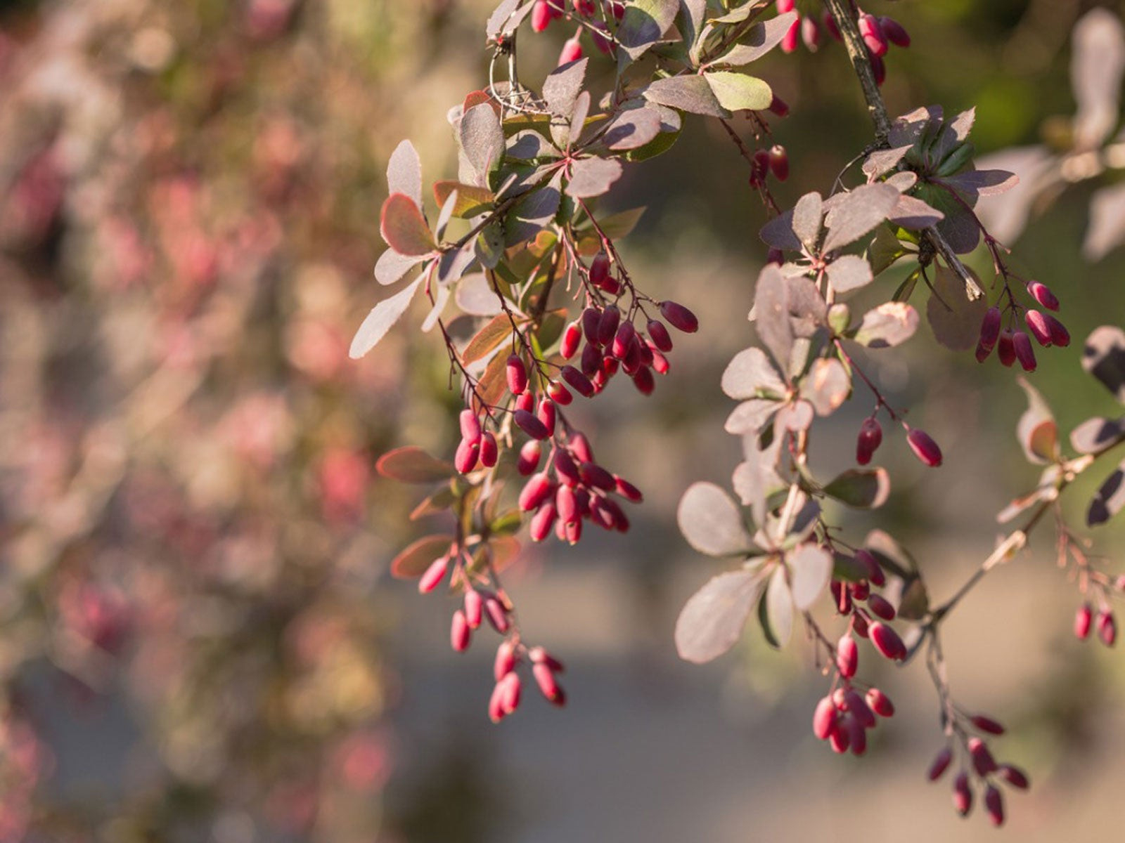 Barberry Plant Information - Growing And Caring For Barberry Shrubs