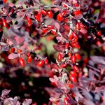 Barberry – Planting, Pruning, And Advice On Caring For It