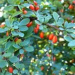Barberry - Planting, Pruning, And Advice On Caring For It