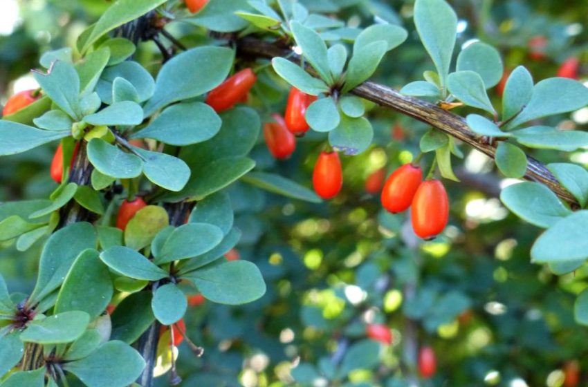  Barberry Plant