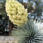 Beaked Yucca – Waterwise Garden Planner