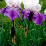 Bearded Iris | Hgtv