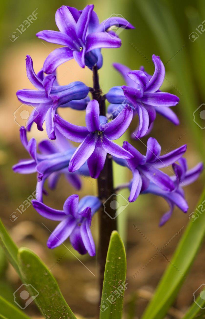 Beautiful Purple Hyacinth Flower In The Pot. Stock Photo, Picture