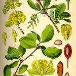 Berberis Vulgaris – Wikipedia