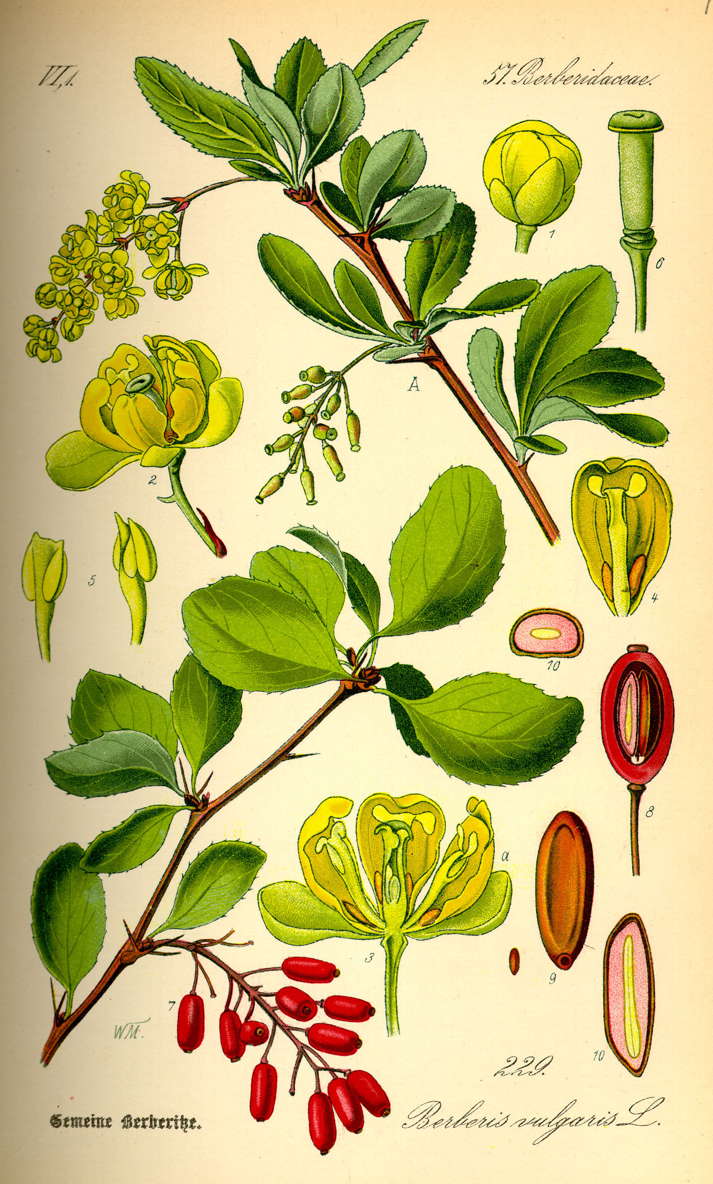 Berberis Vulgaris - Wikipedia